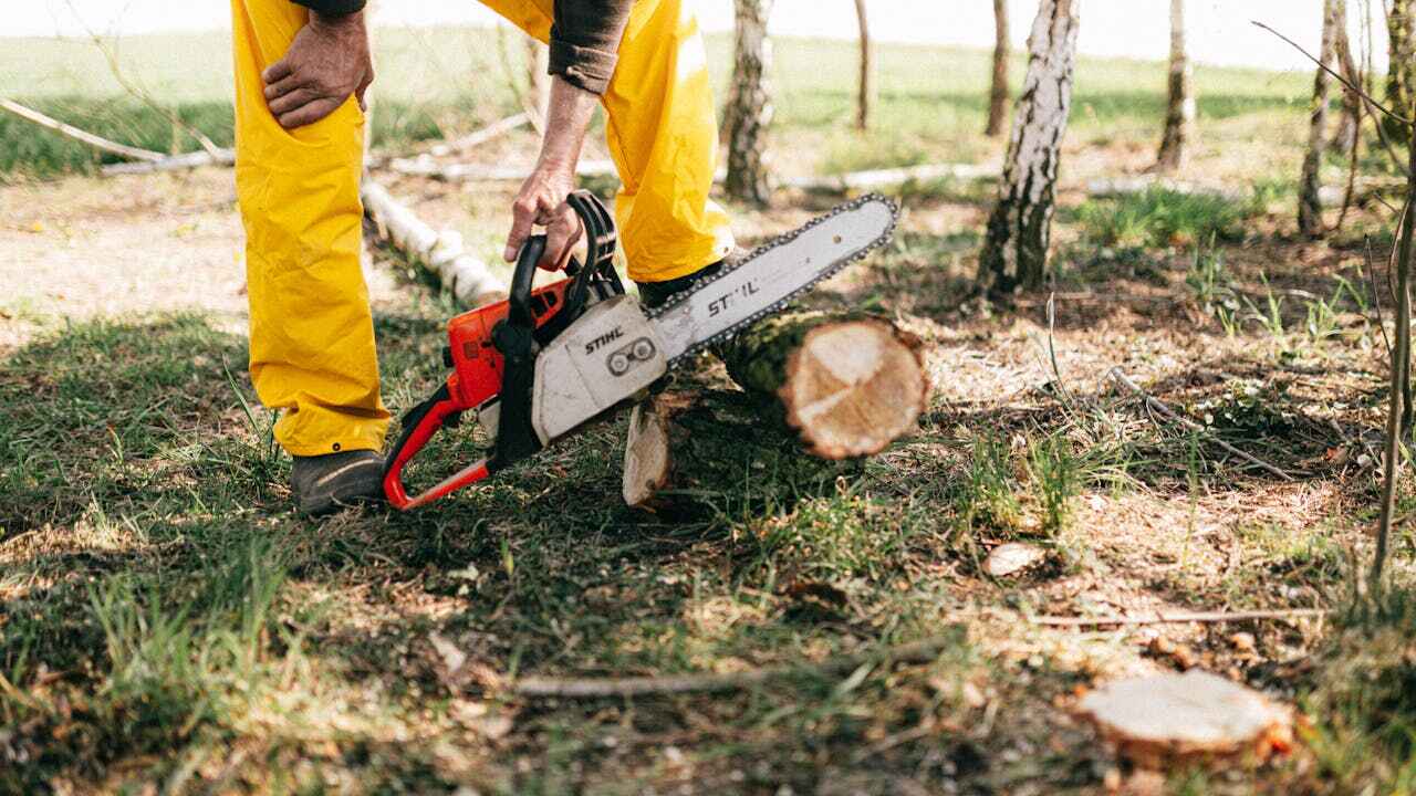 Best Stump Grinding Near Me  in , WV